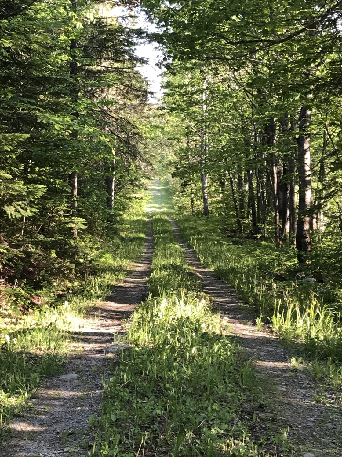 The "leaf tunnel" road leads to Spring Pond campsite. The farm has miles of field edges and road for the mountain biking and hiking enthusiast.