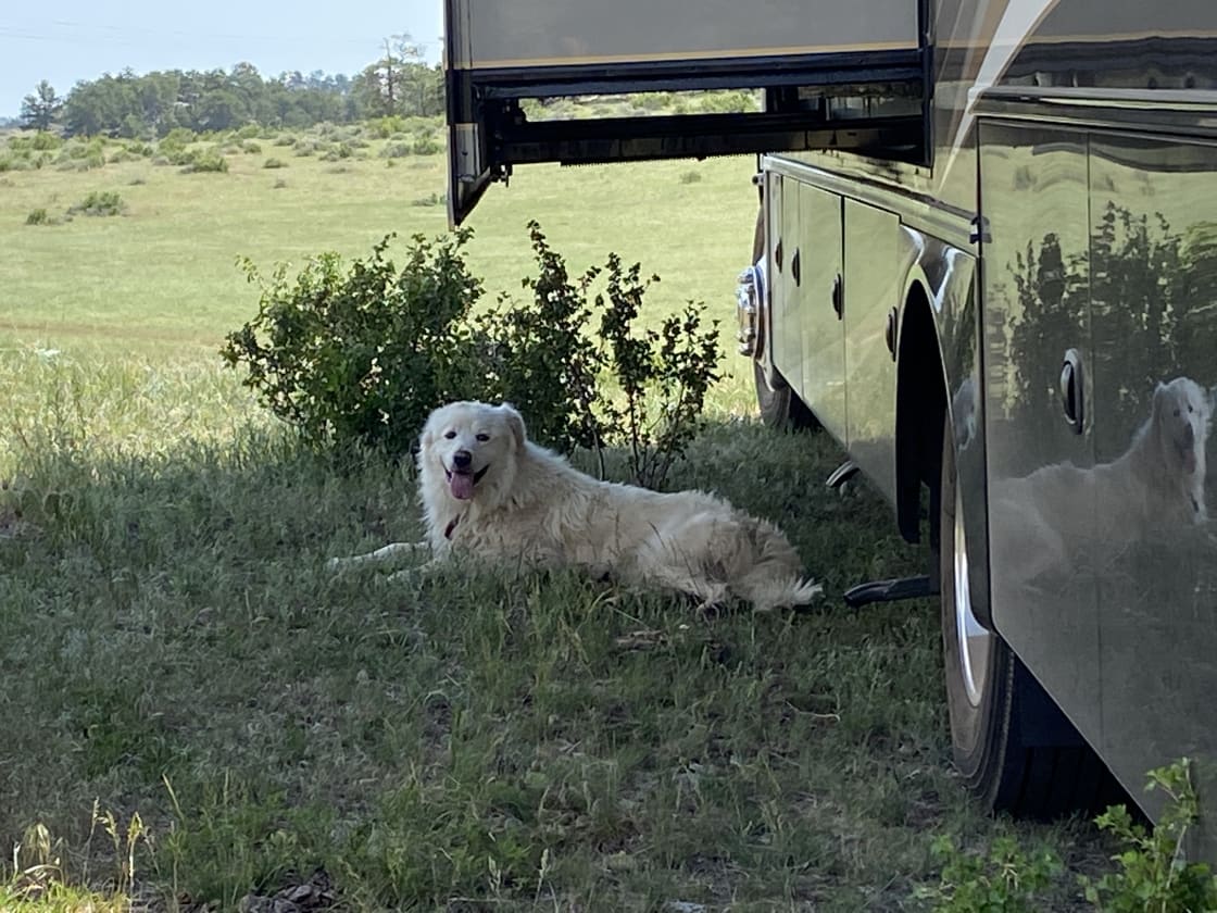 The working ranch dog came to visit a few times.