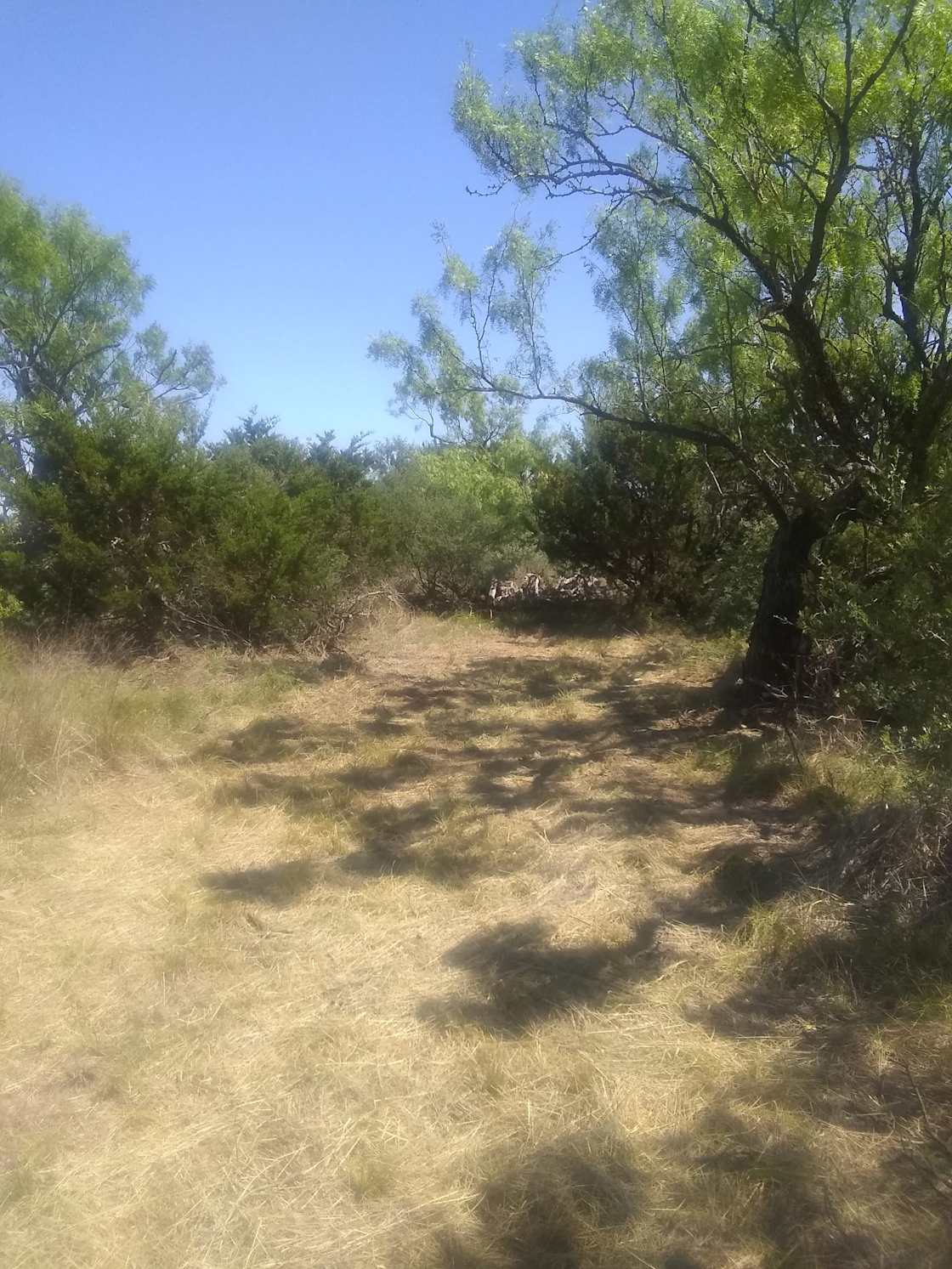 Campsite among the mesquite trees