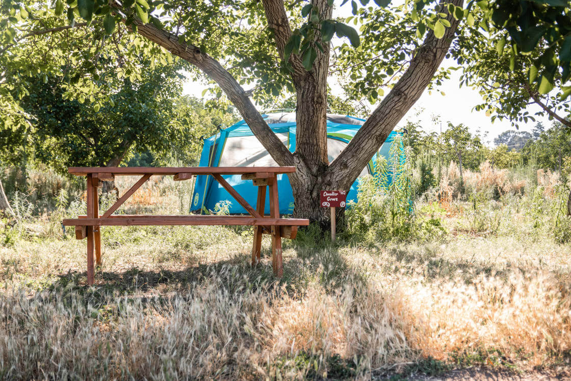 Chandler Grove Campsite nestled under the shady walnut trees with a stunning panoramic view of the farm.
