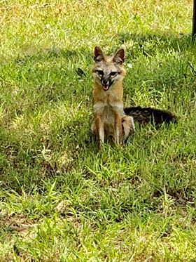 This Gray Fox is waiting for a Treat!  They like to be social with people