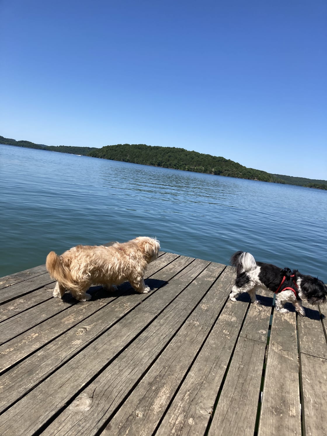 The dock is a Perfect place for the puppers while you float in the water !  
