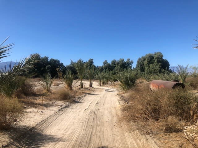 The entrance to the date ranch. A private road that leads to date ranch paradise. You can also hike around the perimeter of the date ranch and trail ride on horseback.  