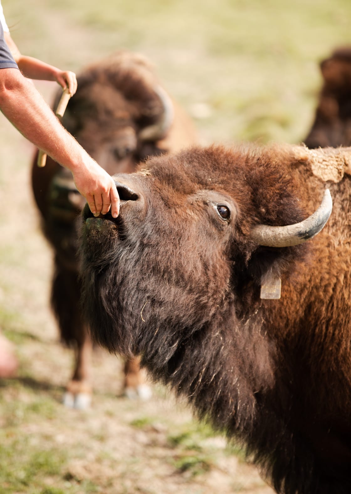 Feeding the bison!