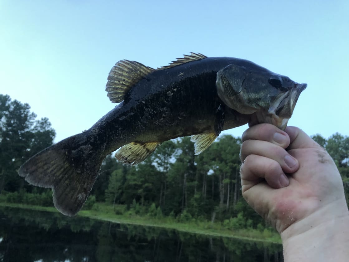 Nice sized bass 