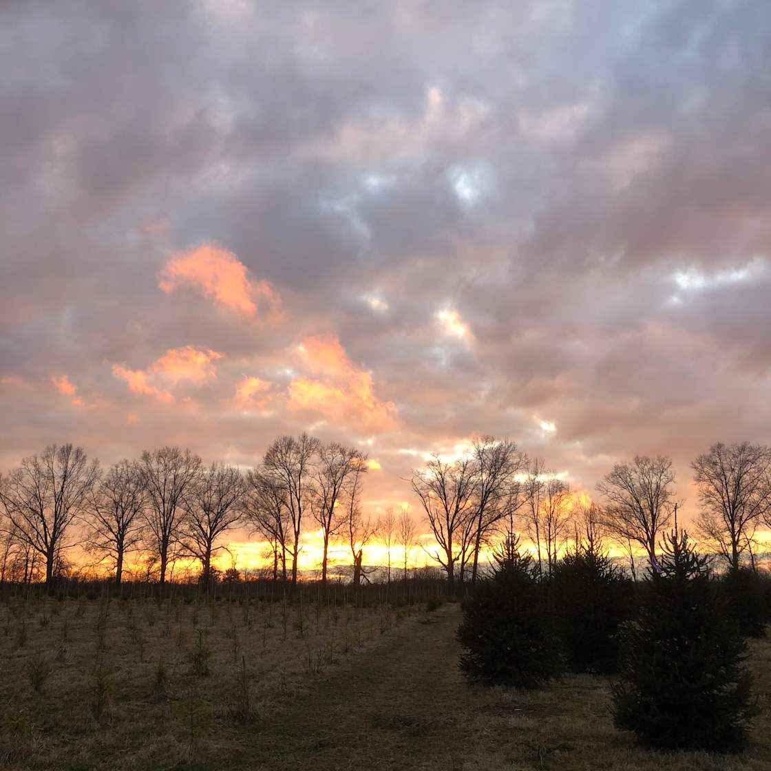 Pioneer Trails Tree Farm Campground
