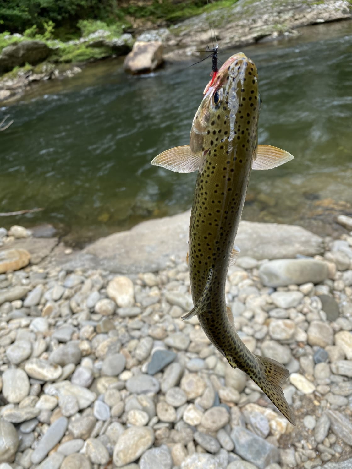 Caught 16 on dry flies and released.  