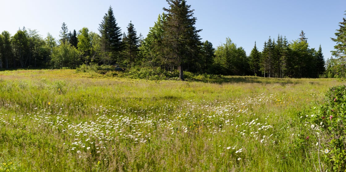 meadow surrounding camping area