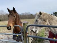 Farm resident horses