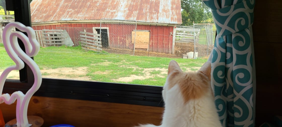 #ziggythecat🐈 checking out the locals.