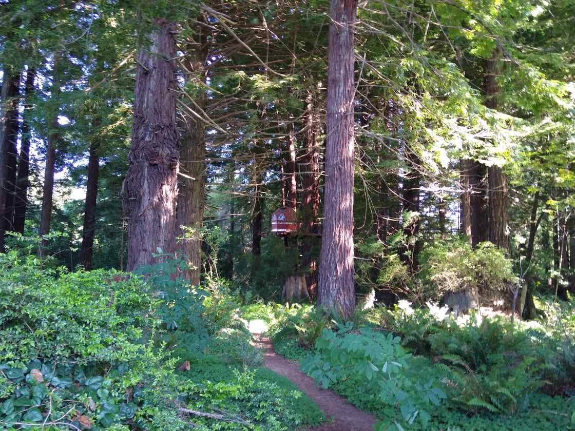 Redwood Retreat