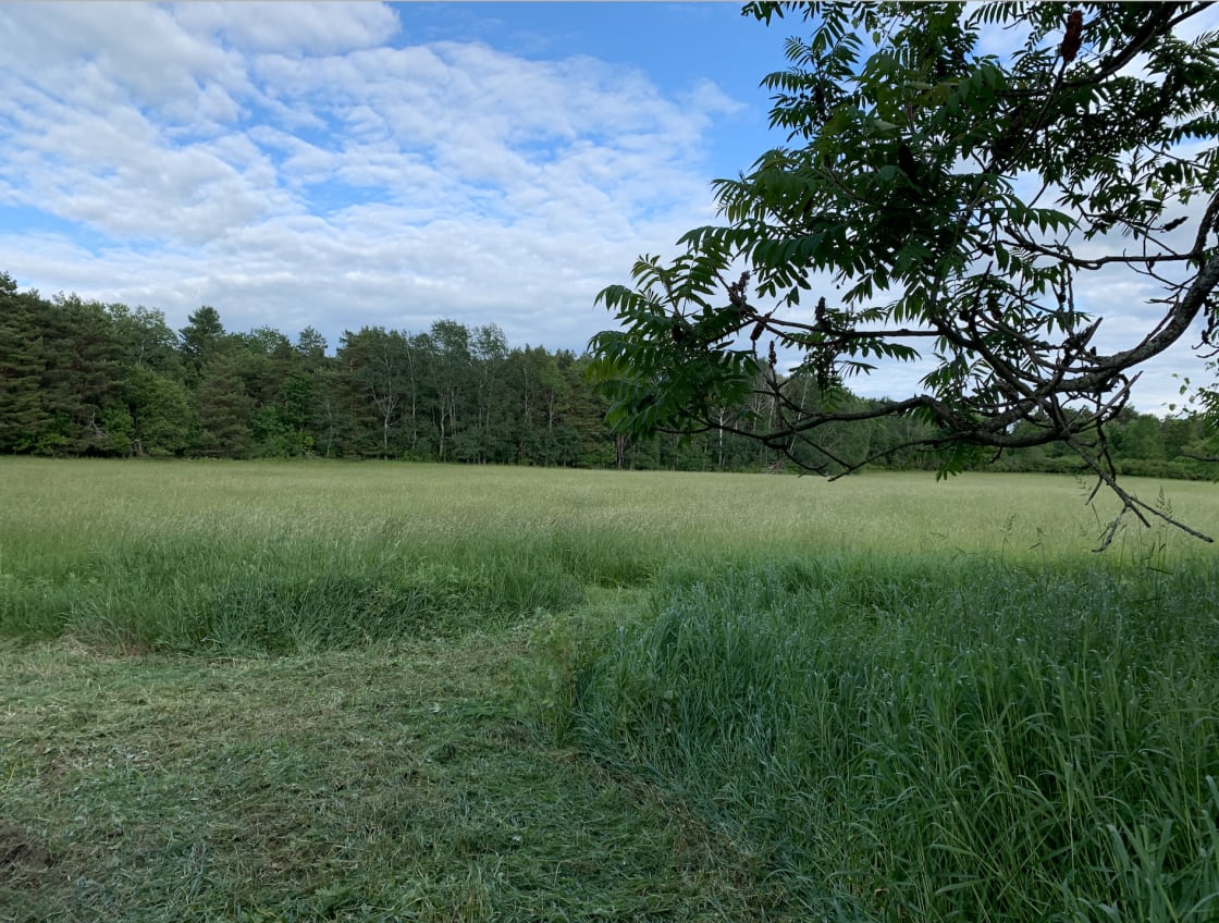 The view of the Meadow from the site.