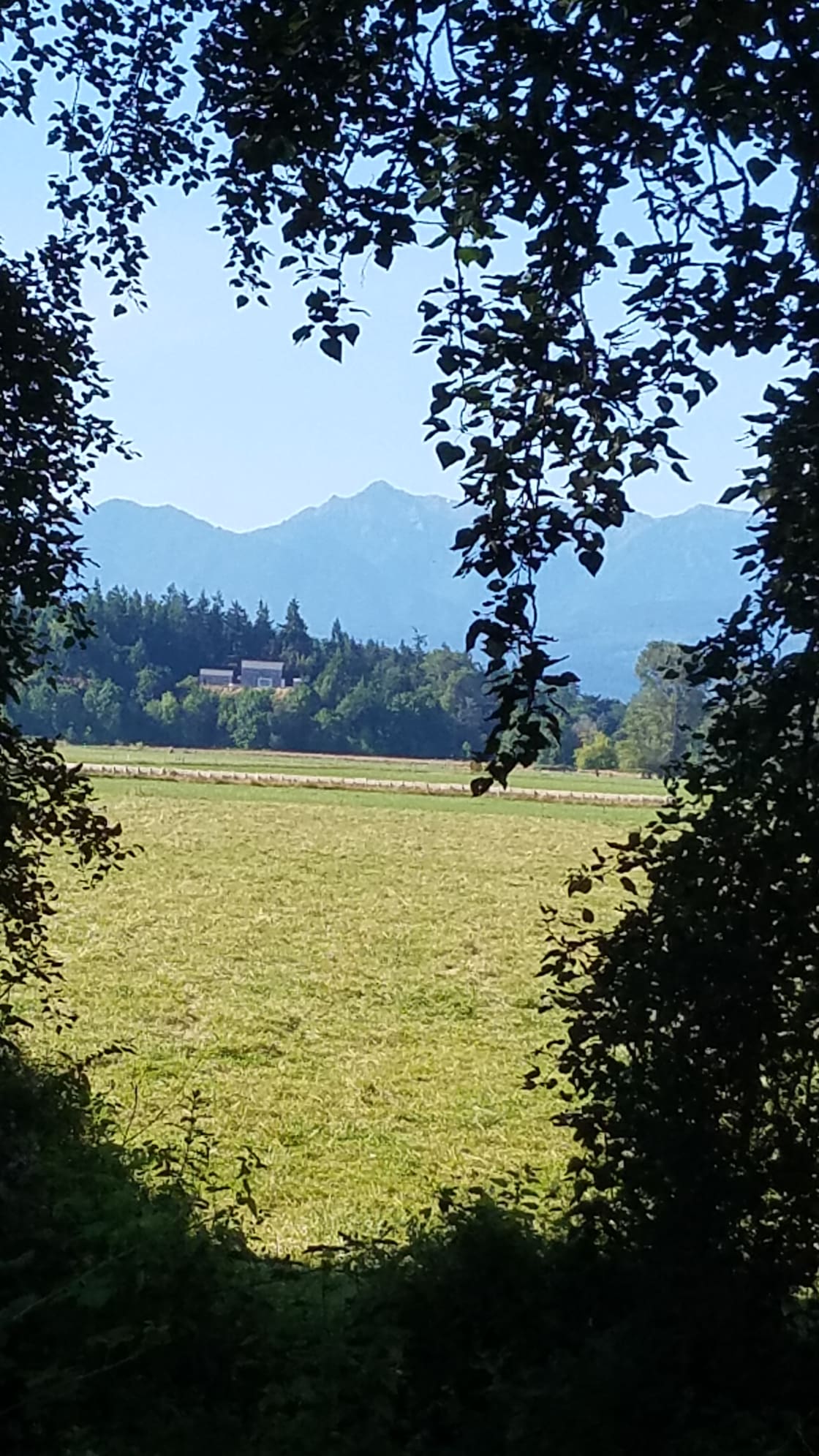 Olympic Mountains across hay fields