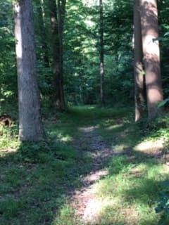 On site woodland path