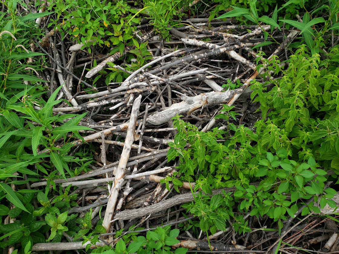 the beaver lodge. Watch out for black racers