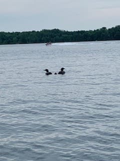 Listen to the loons call to each other during the day and night. Seeing the babies ride on the adults back is fun to watch.
