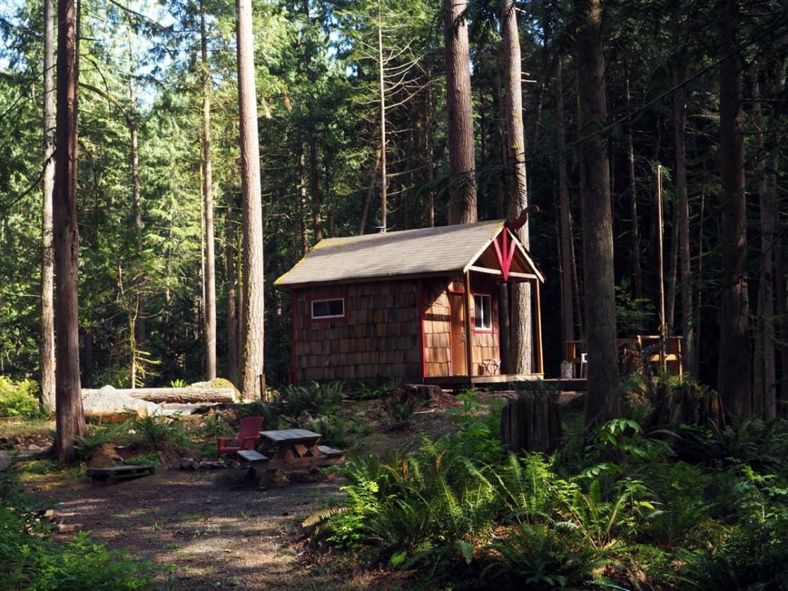 This forest cabin was built among 80-100 yr old Firs, Cedars and Hemlocks