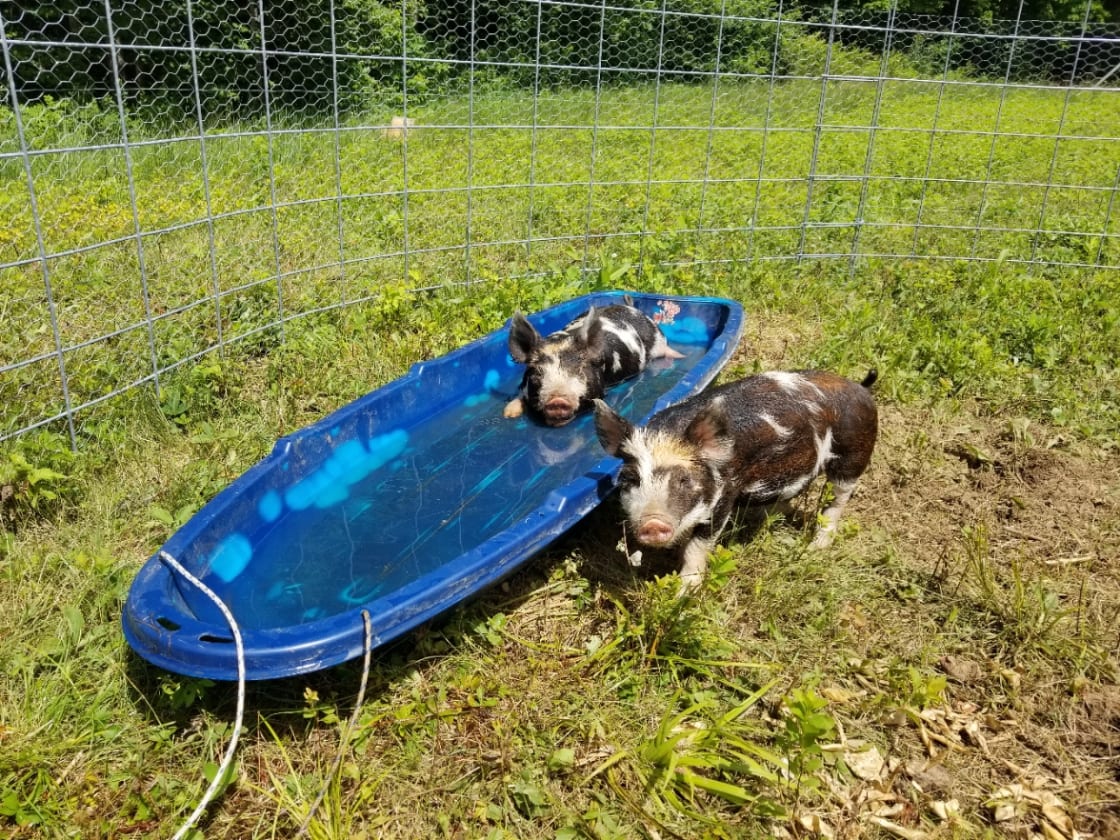 Meet Piggly and Wiggly!