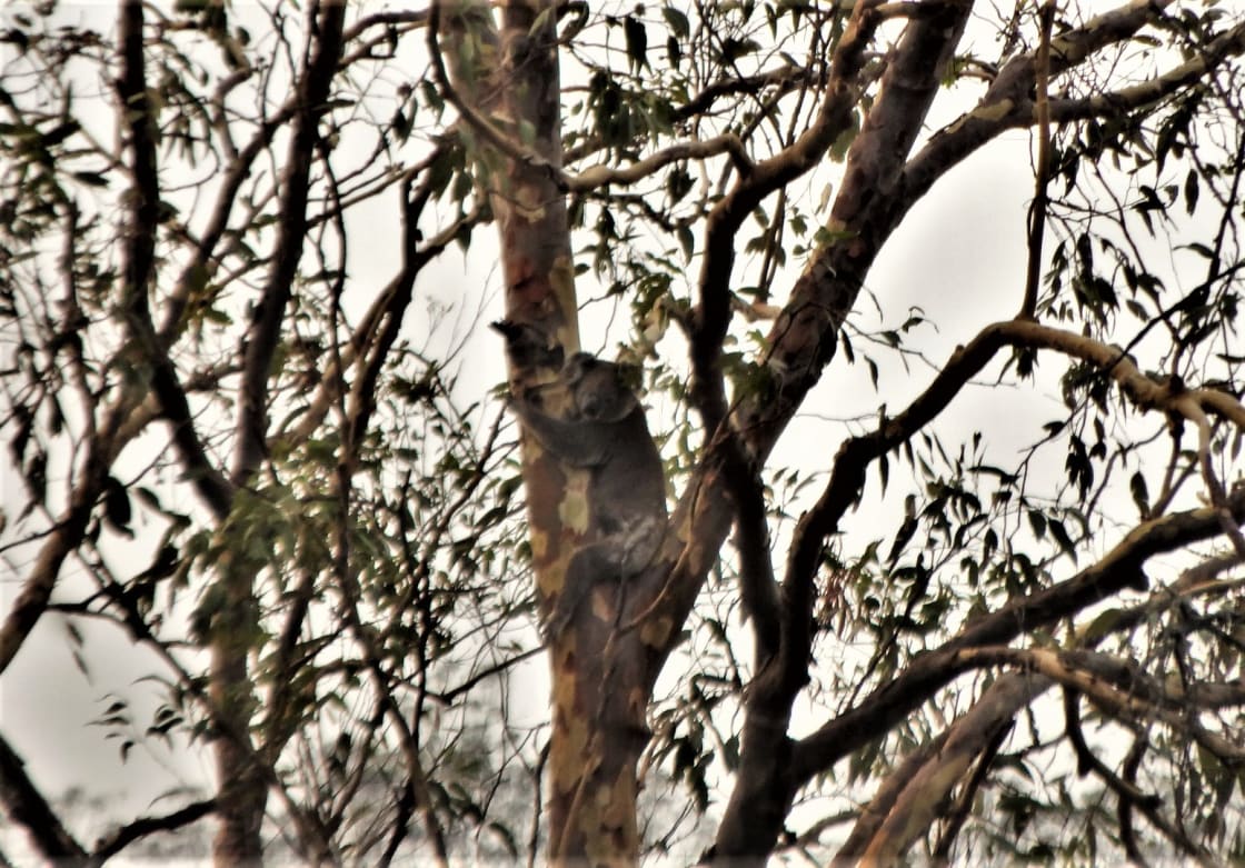 Koala on the tall trees near Emu Creek