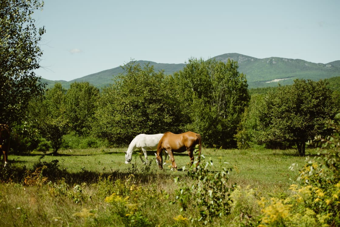 Beautiful horses on the property with gorgeous views of the Adirondack Mountains.