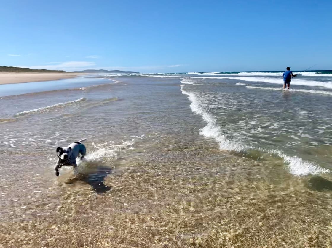 Enjoy driving on the local dog friendly beach. Great beach fishing and surfing