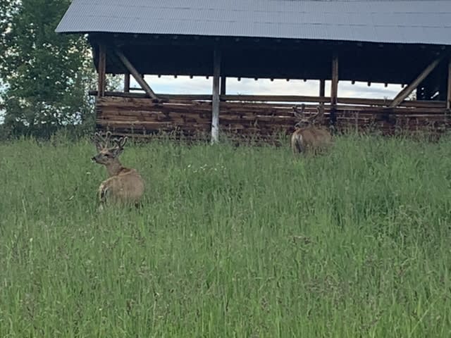 Deer on the property 