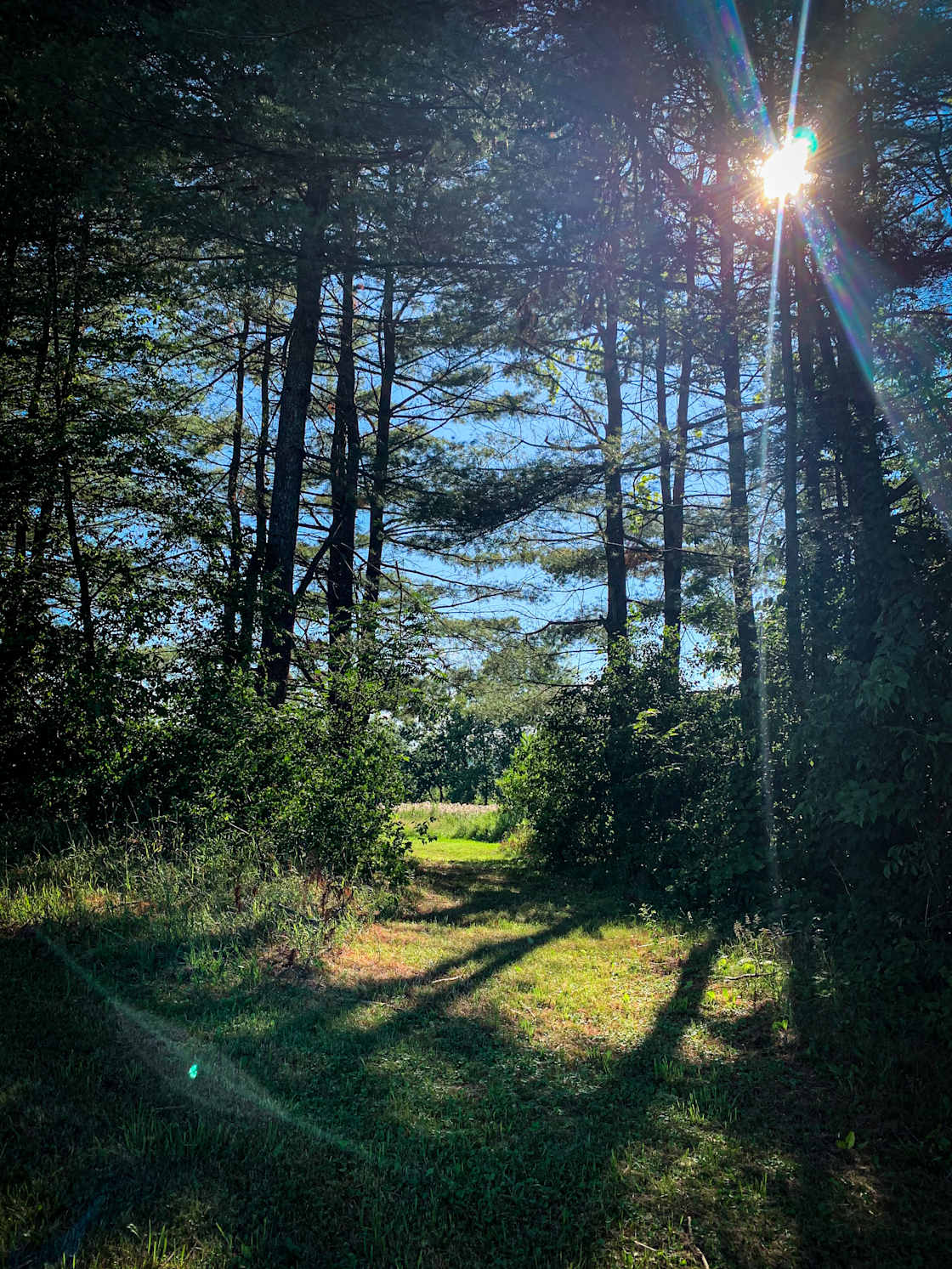 The magical entrance into the Pine Grove!