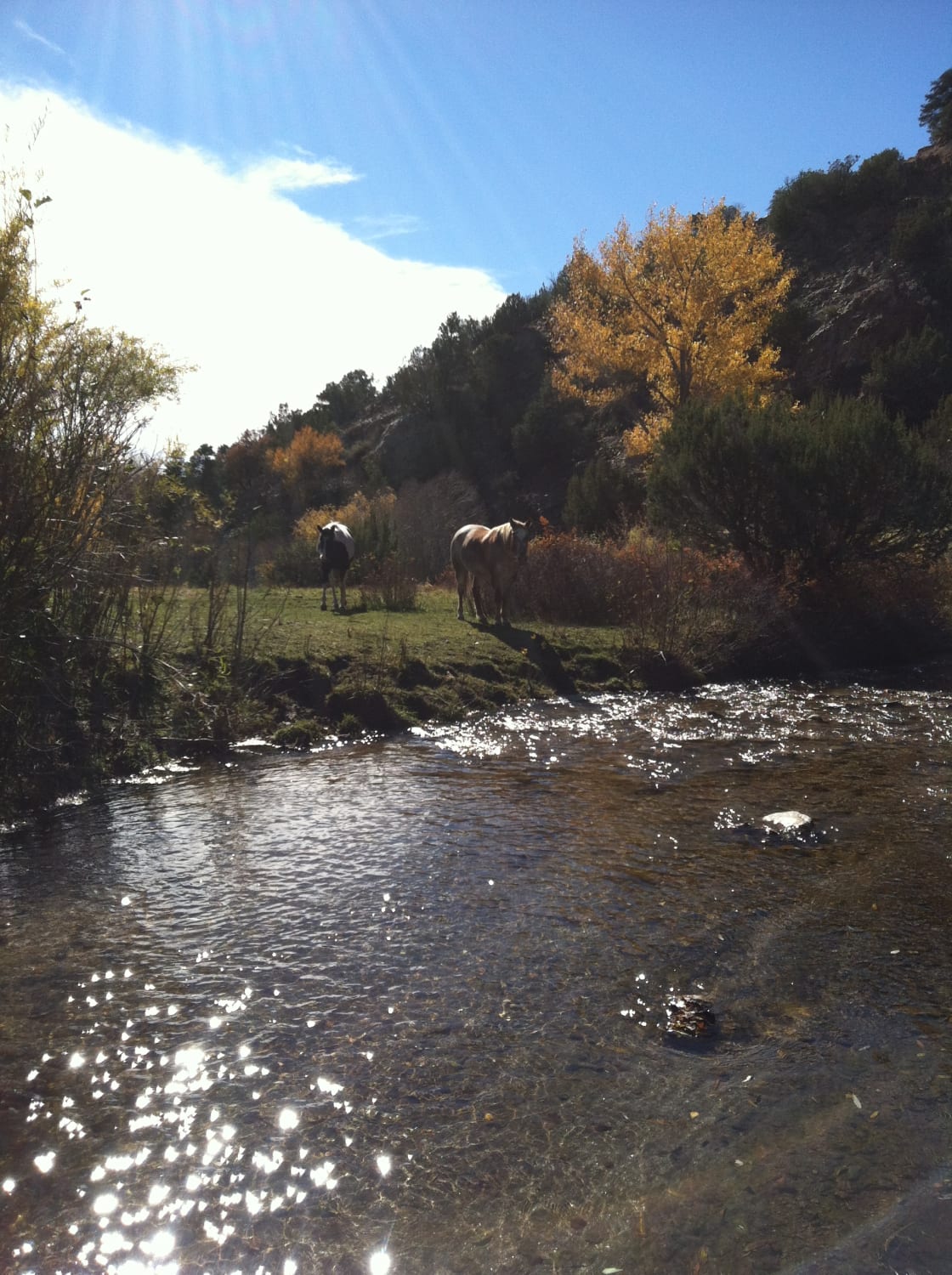 River/horses on property
