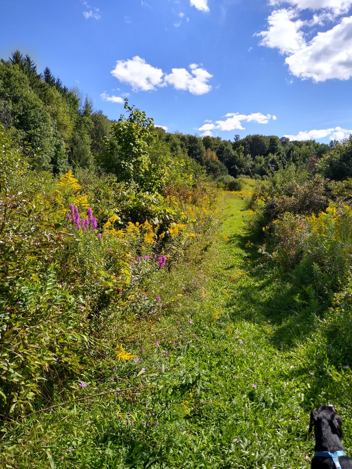 Beautiful meadow; about a 15 min trail walk
