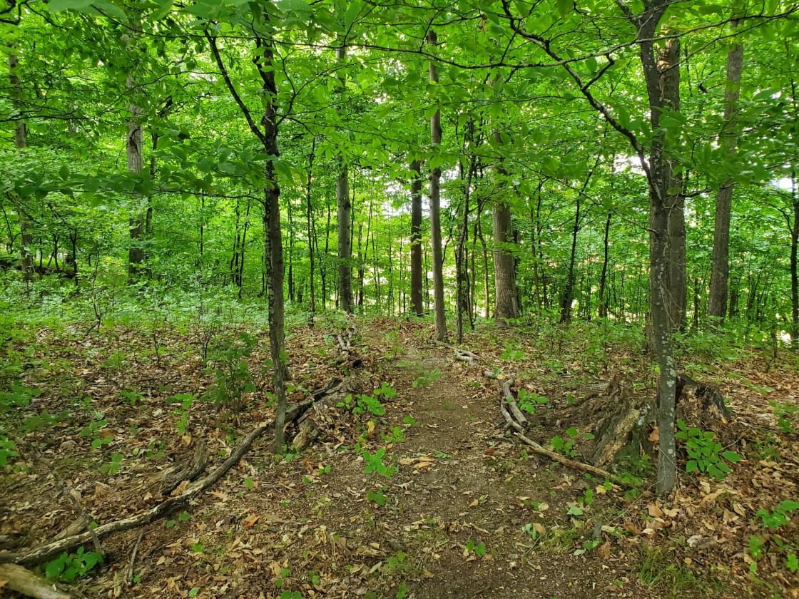 The path leading into the campsite