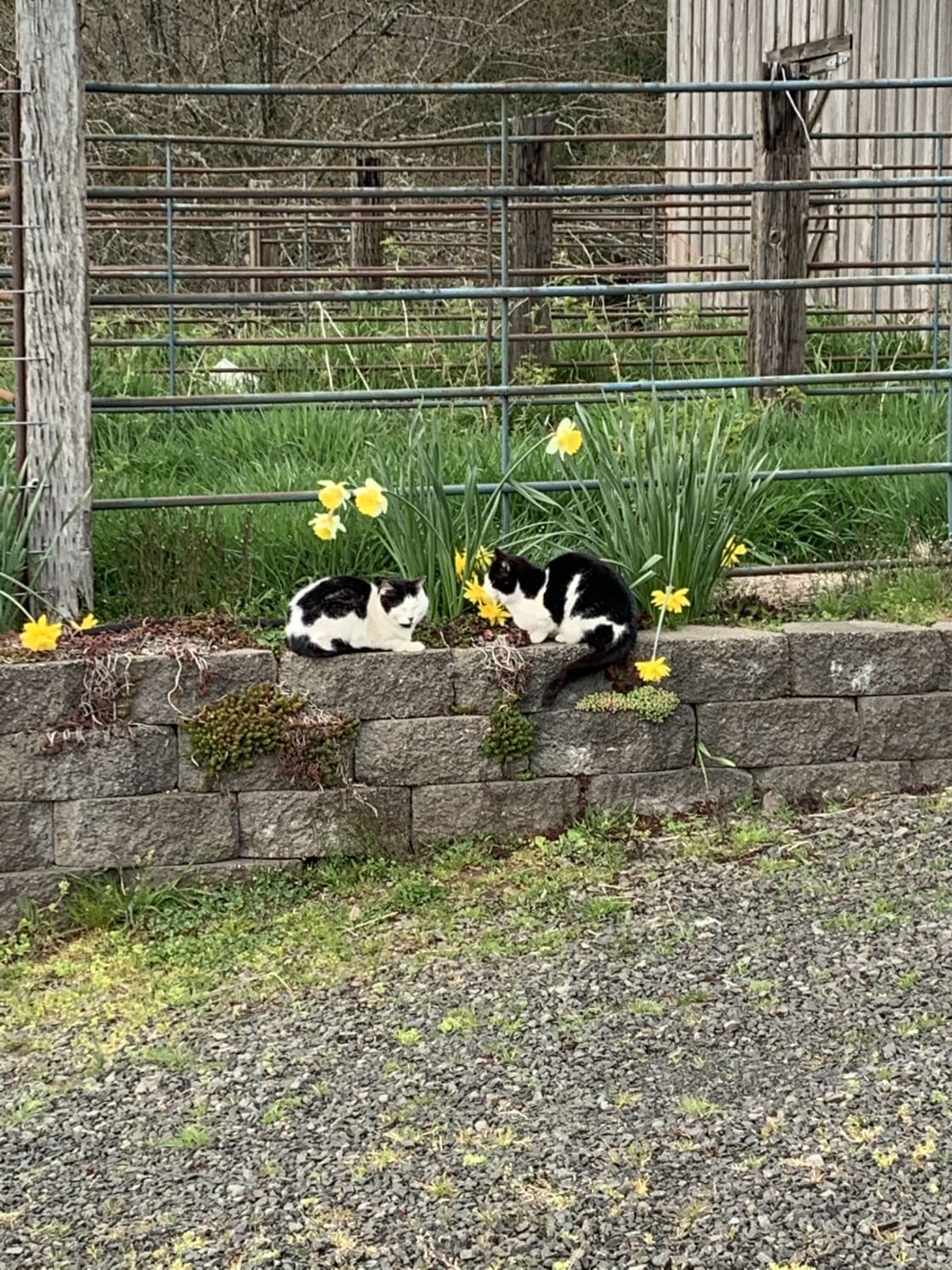 Barn cats enjoying the rock wall