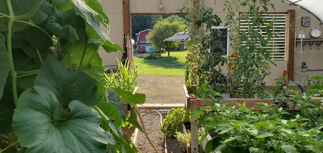 Explore the greenhouse bursting with life. Seasonal produce available for on farm sale. 