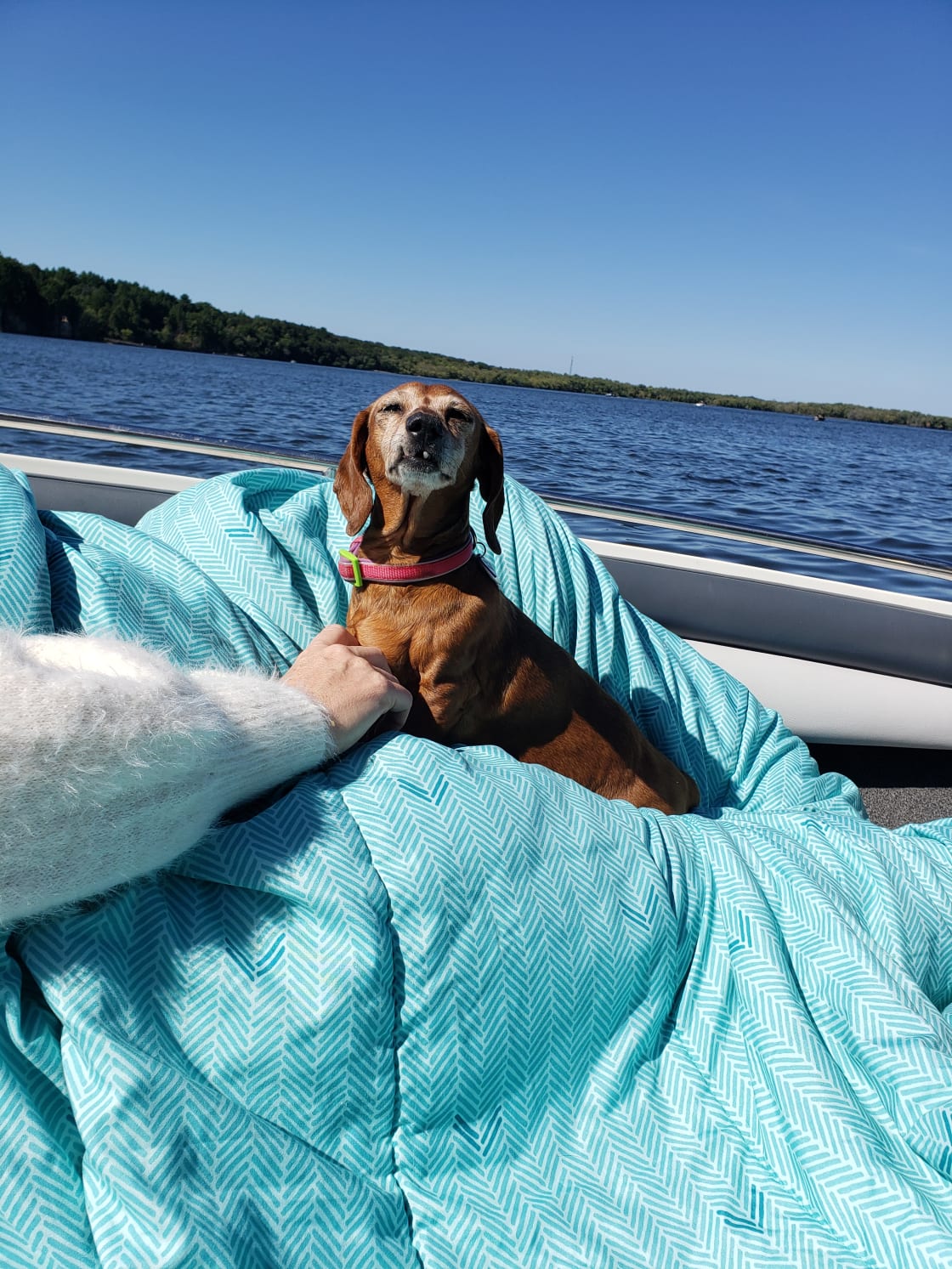 Our other dog soaking up the sun on the boat!