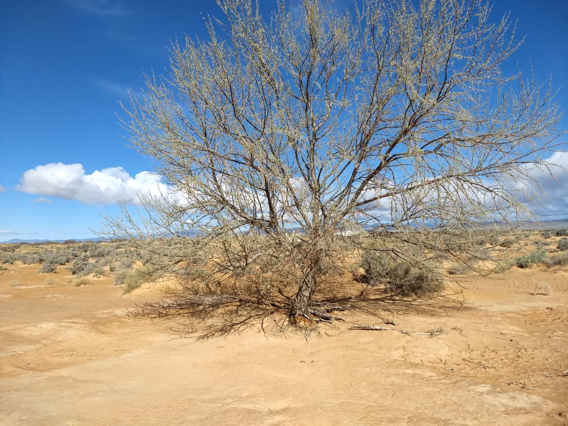 Russian Olive Tree, Entre Cimas Ranch.  One mile east of High Desert Camp.