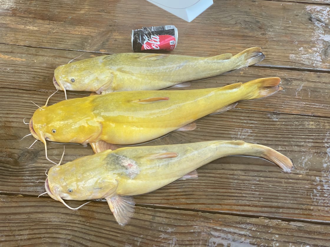 3 Yellow Cat's Caught Off The Bank!! 