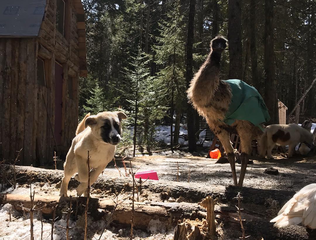 Ike, the Emu and Cedar, the guardian. Two of Misfit Farm's residents