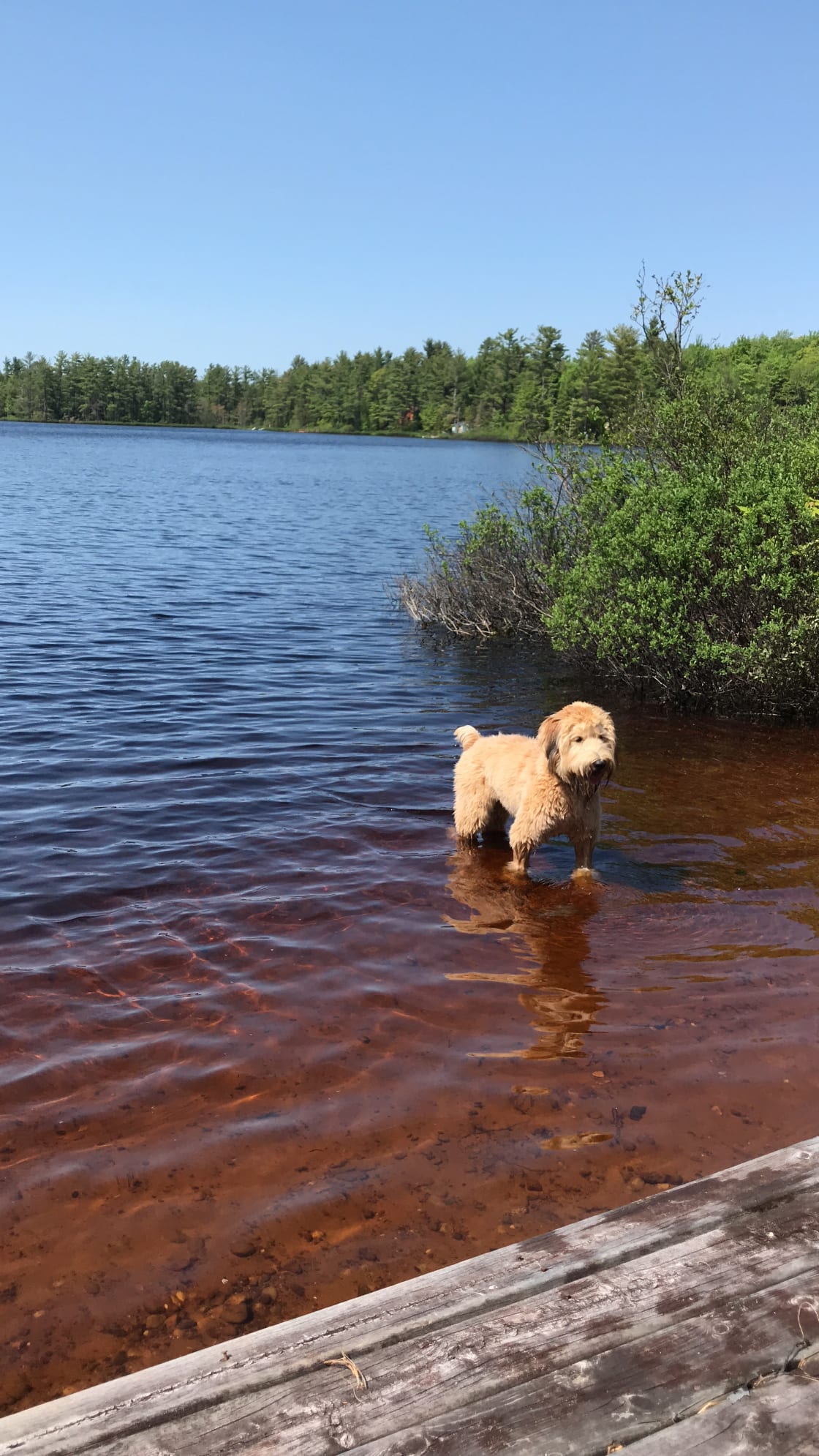 Cooper enjoys the water at Gentle Breeze