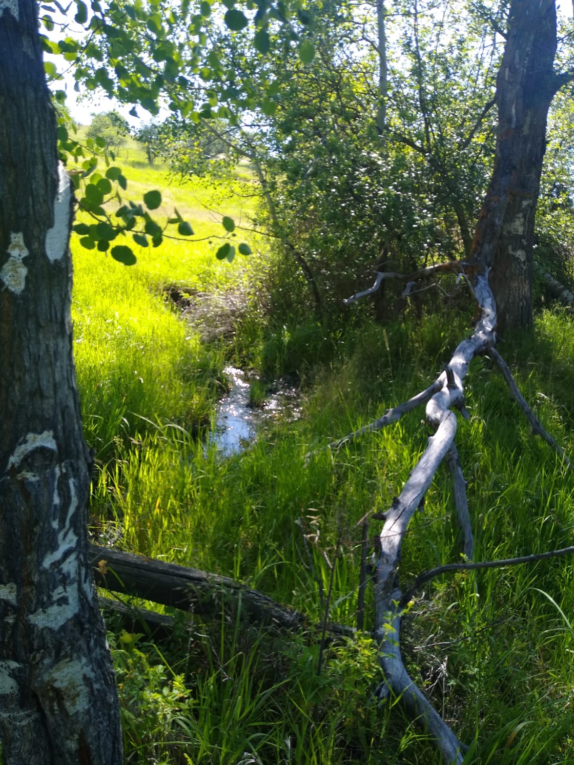 Little Smith Creek adjacent to camping area