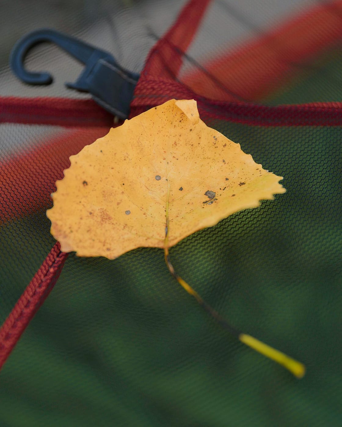Unbeleafably in love with the Autumn season 🏕 🍁😍! #camping