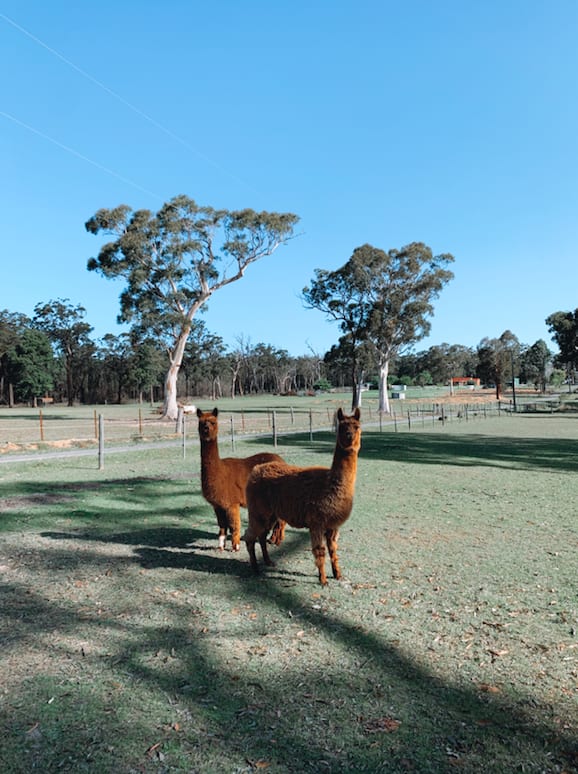 Our beautiful alpacas