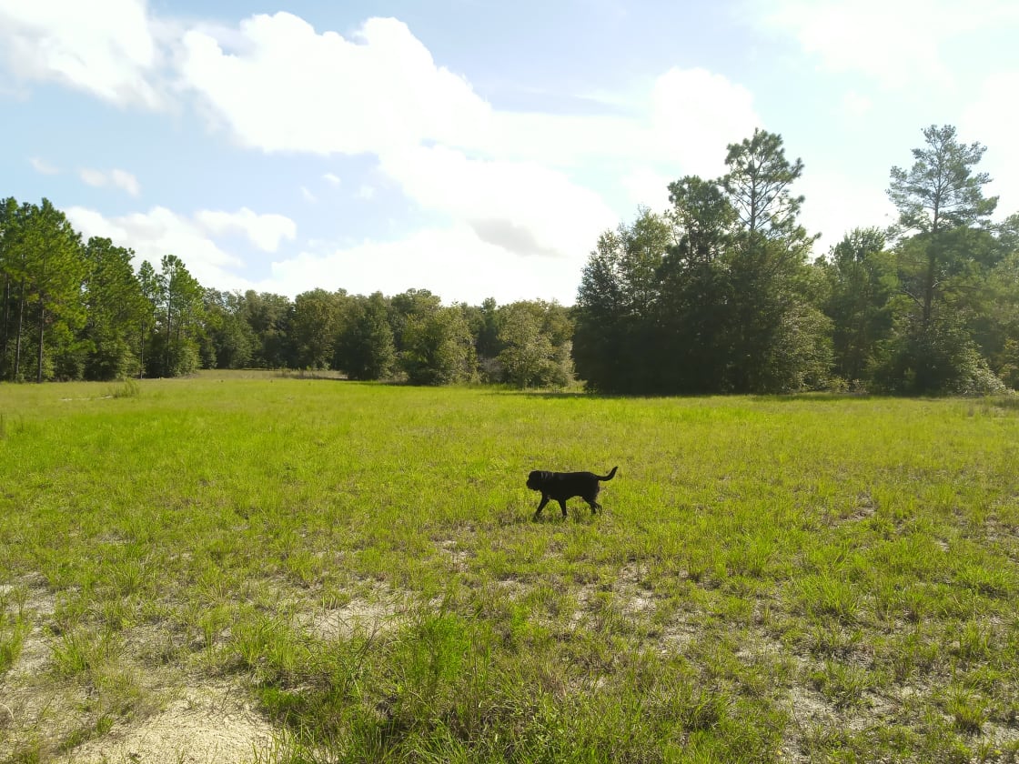 The west side of the main field with plenty of Gopher Tortoise friends. That's Henry one of our two dogs.