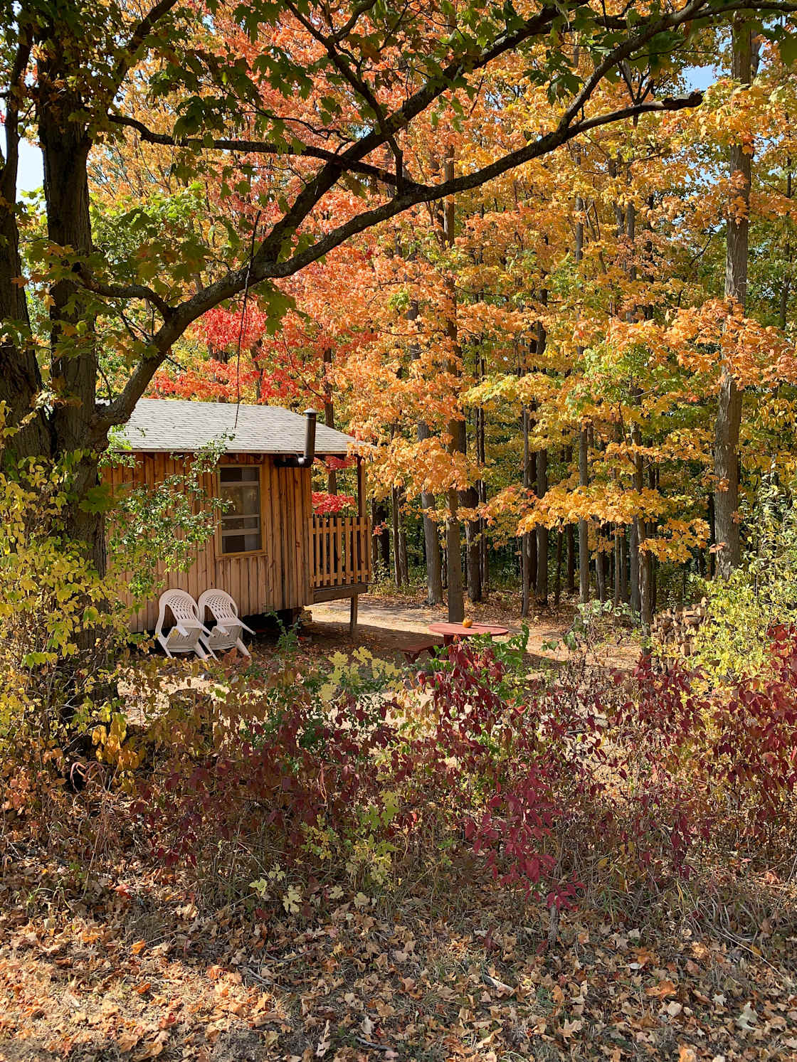 Cabin in the woods- in the fall