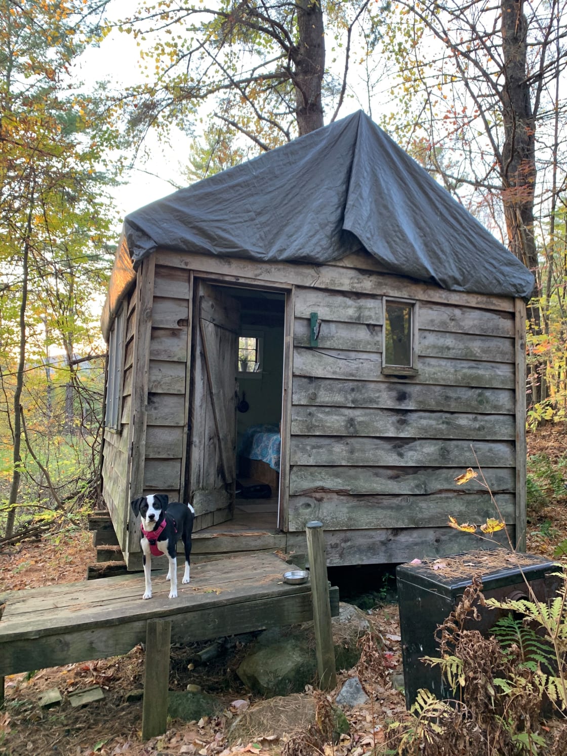 Our pup loved the cabin as much as we did.