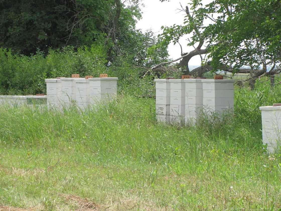 Tippy Toe Acres