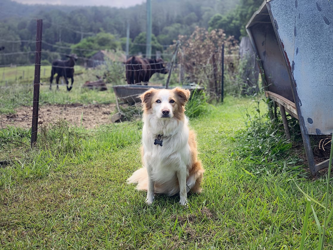 Clyde watching over his farm