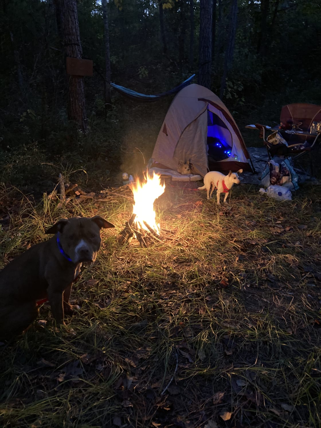 Murchison Farm's Primitive Camping