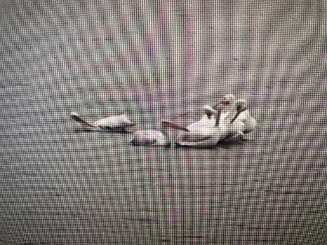 Many Pelicans visit twice a year for about 2 weeks. They seem to like hanging out across the lake from us.