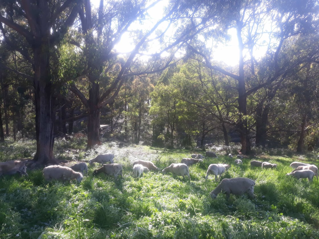 Our sheep grazing near the campsite