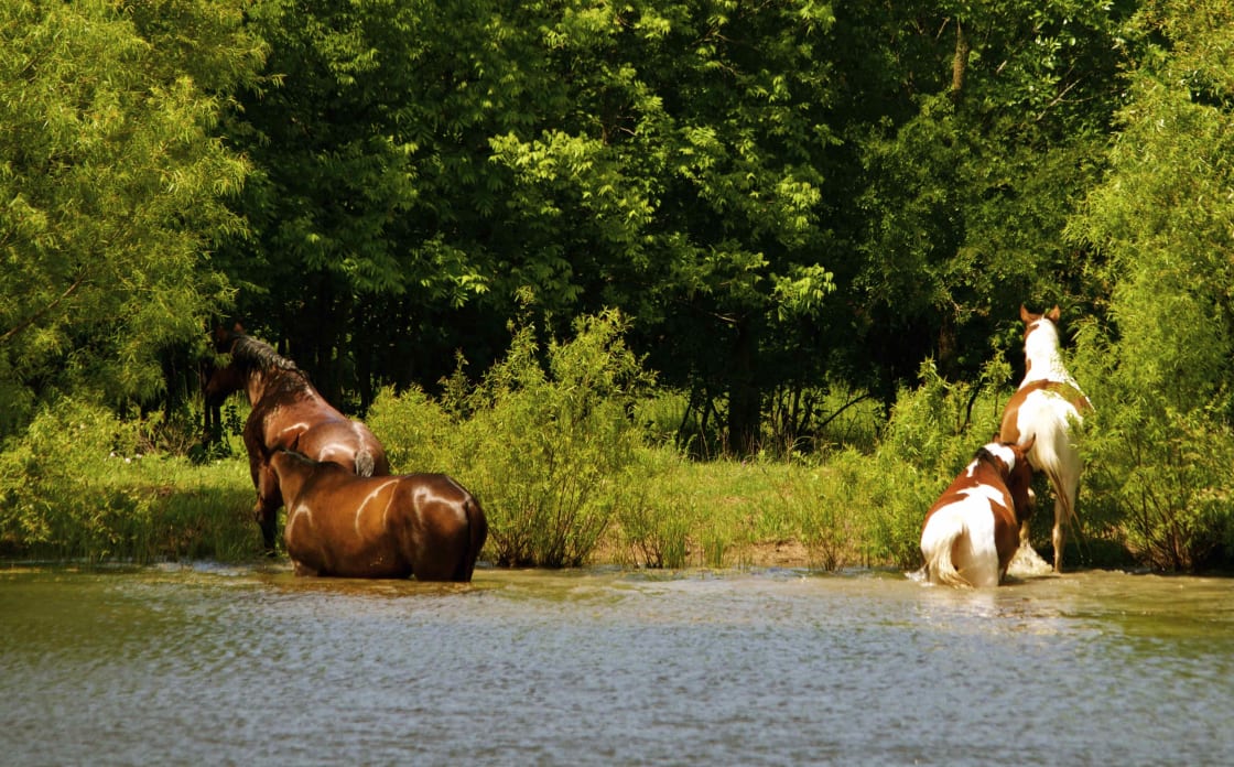 The Free Range Horses love a Pond Splash