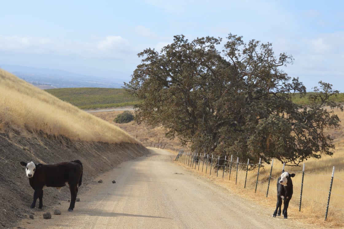Cattle roam the ranch.  